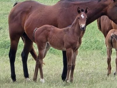 Whiskey Up Poison JW<BR>AQHA PENDING